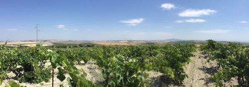 Valdespino, albariza soil, Groupo Estevez, Sherry, Palomino, Jerez, Andalucia, Moscatel, Pedro Ximenez, Macharnudo, pago, Grandes Pagos de Espana,