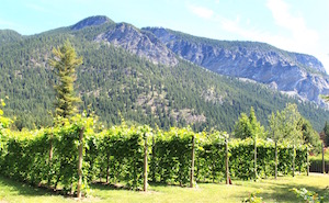 Shuswap, Sunnybrae Vineyards & Winery, Celista Estate Winery, Recline Ridge Estate Winery, Shuswap Wineries association