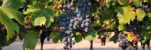 Corvina Grapes, Valpolicella, Valpolicella Consorzio