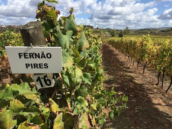wines of Portugal, Lisboa wine region, Sartal